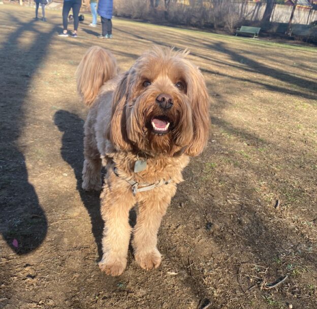 Luca in the dog park